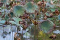 Waterlily pond, dry and dead water lilies, dead lotus flower, beautiful colored background with water lily in the pond Royalty Free Stock Photo