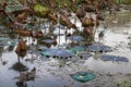 Waterlily pond, dry and dead water lilies, dead lotus flower, beautiful colored background with water lily in the pond