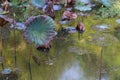 Waterlily pond, dry and dead water lilies, dead lotus flower, beautiful colored background with water lily in the pond Royalty Free Stock Photo