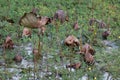 Waterlily pond, dry and dead water lilies, dead lotus flower, beautiful colored background with water lily in the pond Royalty Free Stock Photo