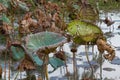 Waterlily pond, dry and dead water lilies, dead lotus flower, beautiful colored background with water lily in the pond Royalty Free Stock Photo