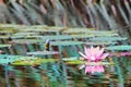 Waterlily In Pond Royalty Free Stock Photo