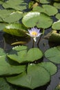 WATERLILY IN A POND