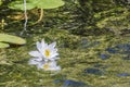 Waterlily reflection