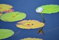 Waterlily reflection Royalty Free Stock Photo