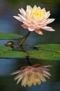 Waterlily reflection
