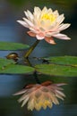 Waterlily reflection Royalty Free Stock Photo
