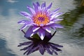 Waterlily reflection Royalty Free Stock Photo