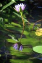 Waterlily reflection