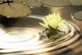 Waterlily ripples Royalty Free Stock Photo