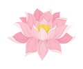 Waterlily Scaled Pink Flower With Petals Vector Illustration