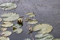 Waterlily in small lake at sunset Royalty Free Stock Photo