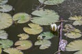 Waterlily in small lake at sunset Royalty Free Stock Photo