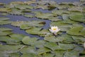 Waterlily in small lake at sunset Royalty Free Stock Photo