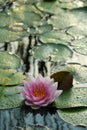 Waterlily on small pond during sunset Royalty Free Stock Photo