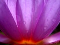 Waterlily Sunset Royalty Free Stock Photo