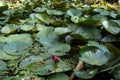 Waterlily floating on the pond