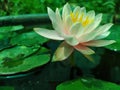 Waterlily Royalty Free Stock Photo