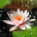 Waterlily and Water Drops Royalty Free Stock Photo