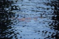 Waterlily on water in the Fountain inside the American Cemetery