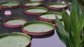 Waterlily waterlilies giant lilypads Royalty Free Stock Photo