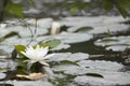 Waterlily