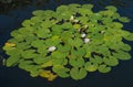 Waterlilys or lotuses flower blooms in a pond or river. Close-up of a nymphea Marliacea Albida in a garden pond on the water