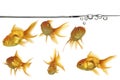 Waterline and gold fish Royalty Free Stock Photo