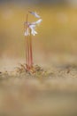 Waterlobelia, Water Lobelia, Lobelia dortmanna