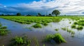 Waterlogged agricultural land post deluge