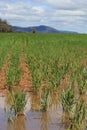 Waterlogged wheat crops after partial flooding Royalty Free Stock Photo