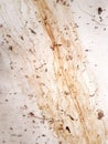 Watermarks, Stained on a Painted Floor Royalty Free Stock Photo