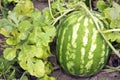 Watermelon Royalty Free Stock Photo