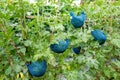 Watermelon agriculture background. Watermelon plantation hanging with net and string Royalty Free Stock Photo