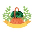 watermelon in basket fresh fruit emblem Royalty Free Stock Photo