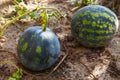 Watermelon Citrullus lanatus growing in the vegetable garden