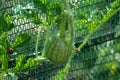 Watermelon or Citrullus lanatus plant with small fruit growing in local garden surrounded with leaves and protective net in