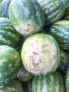 Watermelon, Citrullus lanatus