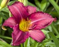 Watermelon Colored Daylilies - Hemerocallis Royalty Free Stock Photo