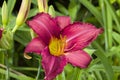 Watermelon Colored Daylilies - Hemerocallis Royalty Free Stock Photo