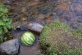 Watermelon cooling in river. Colorful travel background.