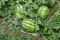 Watermelon crop Royalty Free Stock Photo