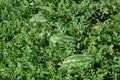 Watermelon crop Royalty Free Stock Photo