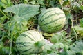 Watermelon crop Royalty Free Stock Photo