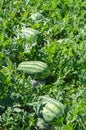 Watermelon crop Royalty Free Stock Photo