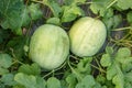 Watermelon crop Royalty Free Stock Photo