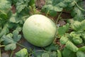 Watermelon crop Royalty Free Stock Photo