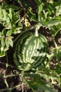 Watermelon crop Royalty Free Stock Photo