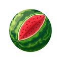 watermelon cut cartoon vector illustration