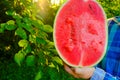 Watermelon in a cut in male hands in a summer garden in the rays of the sun.Fresh red watermelon half.Appetizing summer Royalty Free Stock Photo